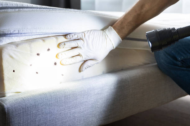 Best Ant Control Services  in Hamilton, GA