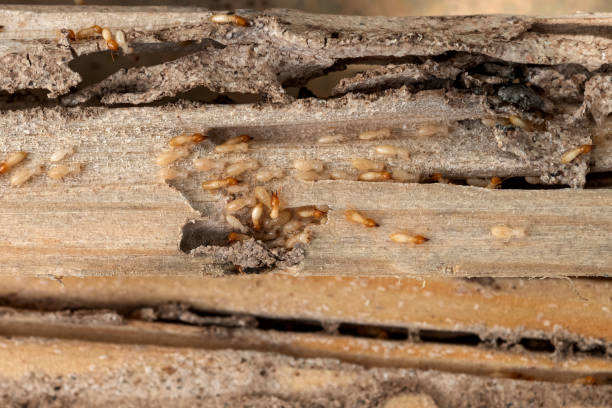 Best Flea Control Services  in Hamilton, GA