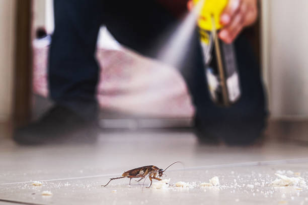 Best Spider Control Near Me  in Hamilton, GA